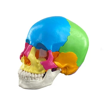 Ayrılabilir Demonte Renk Anatomisi Kafatası Modeli öğrenme Aracı Yaşam Boyutu İnsan Organları Anatomik Modeli Öğretim Dropship