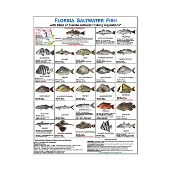 Manyetik Balıkçılık Kimlik Kartı Manyetik Kart Balık Türleri Kılavuzu Tanımlama Florida Su Kuralları Kartı Balıkçılık İçin