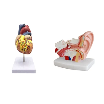 1: 1 İnsan kalp modeli, anatomik olarak doğru kalp modeli ve organları gösteren 1.5 kez insan kulak anatomisi modeli