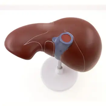 Insan Karaciğer Simülasyon Modeli Tıbbi Anatomi PVC Doğal Yaşam Boyutu Porta Hepatik Safra Kesesi safra Kanalı Yapısı